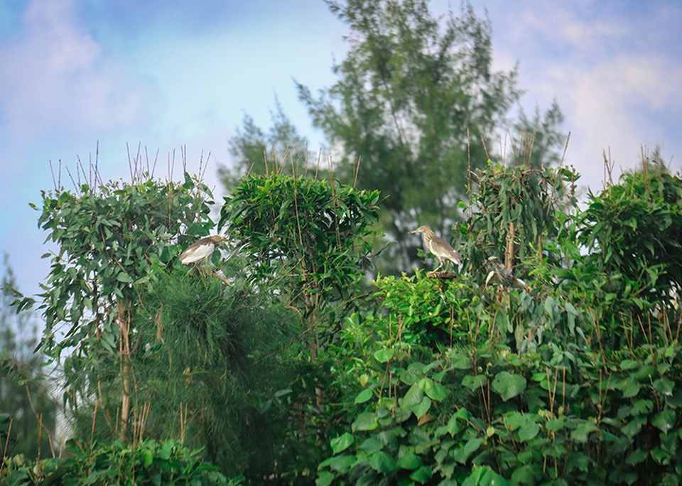 Truy quét, tháo dỡ “thiên la địa võng” tận diệt chim trời - 2