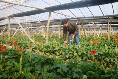 Thời tiết khắc nghiệt, hoa Tết vẫn “cười” đúng vụ   