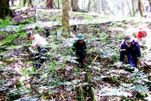 Bắt nghi can trộm 500 gốc sâm Ngọc Linh