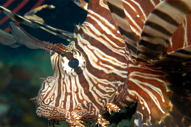 Loài cá sư tử cực độc đang xâm lấn Đại Tây Dương