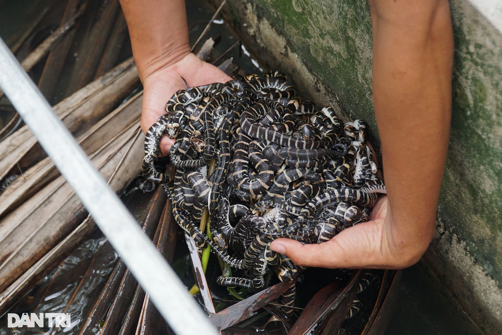 Cơ ngơi tiền tỷ bò nhung nhúc của anh trai miền Tây, ai thấy cũng sợ - 4 Cơ ngơi tiền tỷ bò nhung nhúc của anh trai miền Tây, ai thấy cũng sợ - 4
