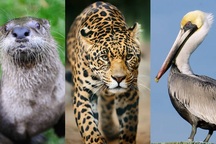 Bạn có biết tên những động vật “lạ” này?