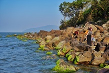 Mùa rêu xanh tại Rạn Nam Ô Đà Nẵng hút du khách check-in đầu năm