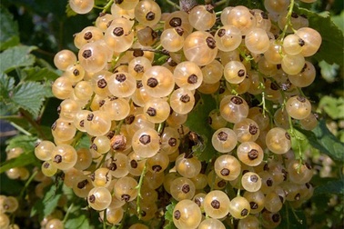 Sự thật về “nho chuỗi ngọc” khiến dân Hà thành phát sốt