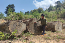 Thấp thỏm cả thập kỷ canh giữ bãi gỗ cổ thụ