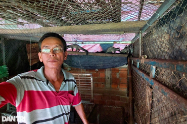 Nuôi chồn hương kết hợp ao cá trê, lãi trăm triệu mỗi năm