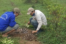 Theo chân nhóm thợ săn đi bẫy đàn trâu hoang tấn công người