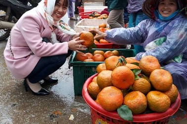 Người trồng cam phấn khởi vì được giá