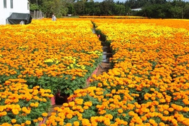 “Vương quốc” hoa, kiểng rộn ràng đưa sản phẩm về phố