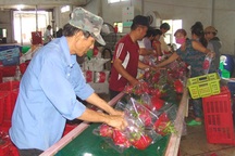 Giá thanh long "loạn cào cào", tăng đột biến lên 45.000 đồng/kg