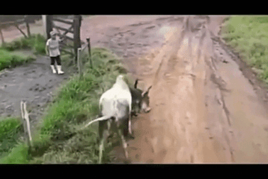 Bị cặp chó quấy nhiễu, bò đực nổi đóa tung ngón đòn chí tử