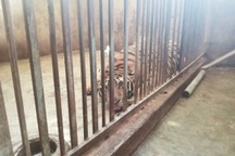 Cận cảnh những cá thể hổ đang nuôi nhốt tại nhà dân ở Nghệ An