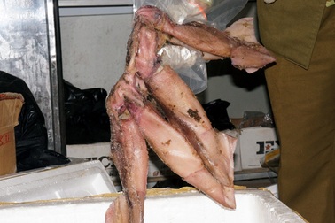 Hà Nội: Phát hiện 2 tấn thịt, hải sản đông lạnh “lậu” trong container