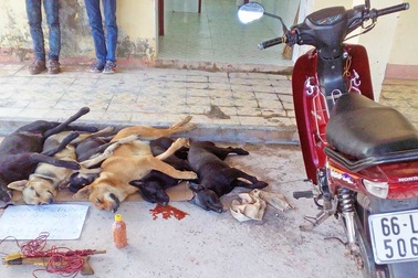 Triệt phá băng “cẩu tặc” chuyên nghiệp liên tỉnh