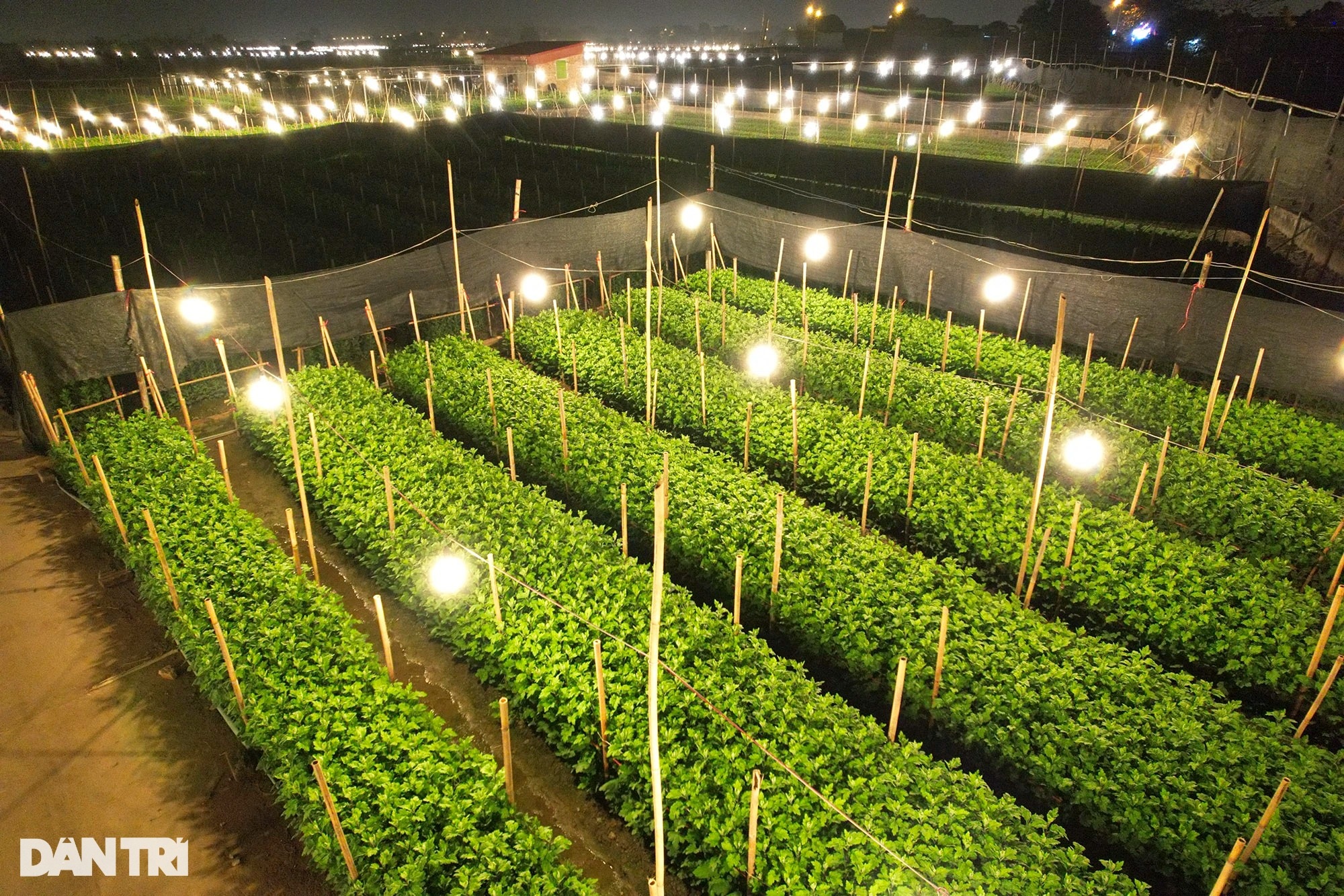 Đêm rực rỡ tại thủ phủ trồng hoa đón Tết ở Hà Nội - 4 Đêm rực rỡ tại thủ phủ trồng hoa đón Tết ở Hà Nội - 4