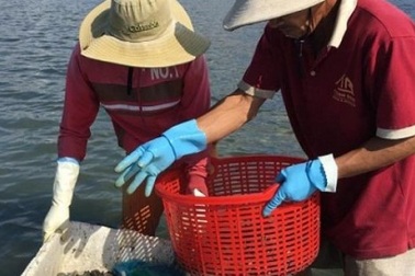 Săn đặc sản vẹm trên biển, ngư dân thu tiền triệu/ngày