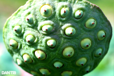 Gieo "hạt ngọc trời" trên ruộng hoang, nông dân thu lãi cao