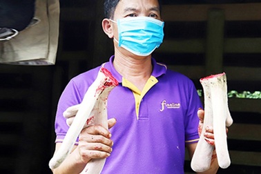 "Thủ phủ nuôi hươu" trầm lắng, giảm thu do ảnh hưởng dịch Covid-19