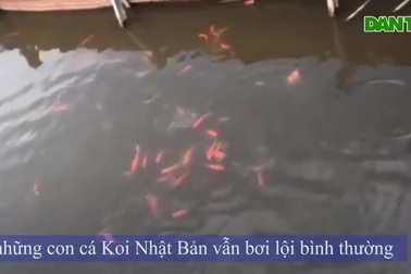 Cá Koi Nhật Bản bơi lội tung tăng ở Hồ Tây