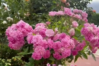 Vợ chồng Việt biến sân 60m2 tại Úc thành "công viên hoa hồng" ấn tượng