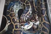 Người dân bắt được trăn gấm nặng 35kg khi đi làm đồng