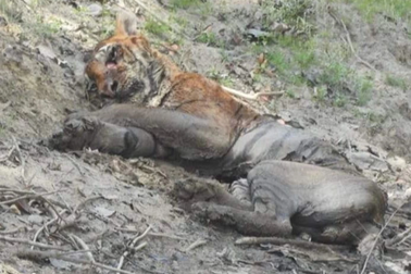 "Chúa sơn lâm" lớn nhất Ấn Độ qua đời