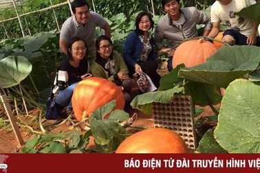 Trải nghiệm tại những vườn hoa quả độc, lạ ở Đà Lạt