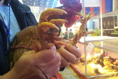 Hét giá gà độc, chim lạ tiền triệu vẫn đắt khách