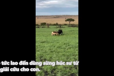 Trâu rừng mẹ liều mạng chống lại bầy sư tử để bảo vệ con