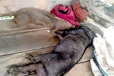 Cấp gần 900 con heo giống cho dân nghèo, chỉ 145 con... còn sống