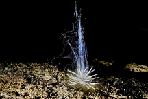 Phát hiện loài sinh vật lạ trong Vườn Quốc gia Phong Nha - Kẻ Bàng