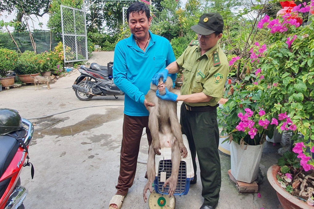 Kiểm lâm truy tìm con khỉ cắn 4 người dân ở TPHCM - 1 Kiểm lâm truy tìm con khỉ cắn 4 người dân ở TPHCM - 1