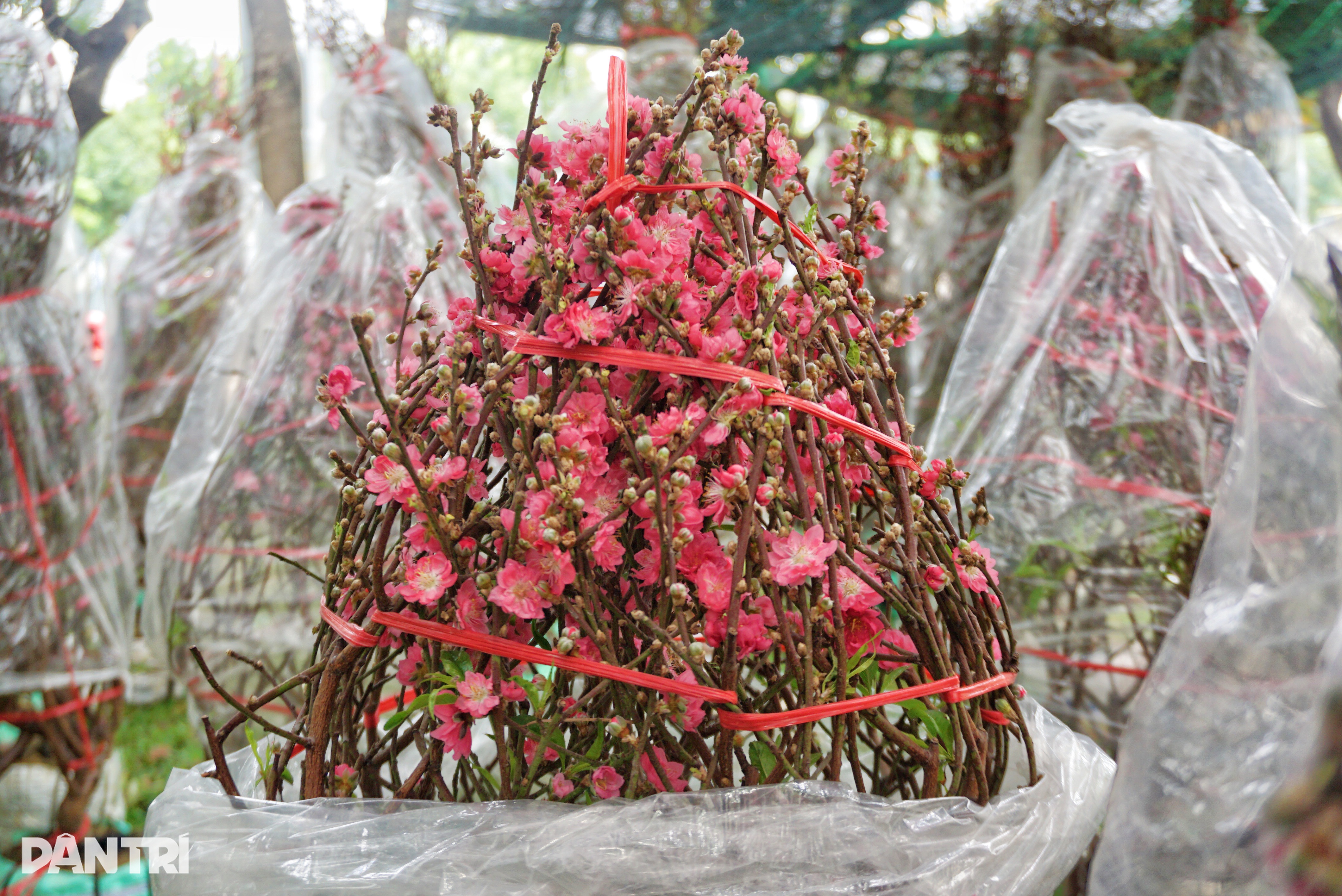 HCMC: Tet-persikoblommor fördubblas i pris, täckta i väntan på att kunder ska köpa - 1 TPHCM: Đào Tết tăng giá gấp đôi, trùm kín chờ khách đến mua - 1