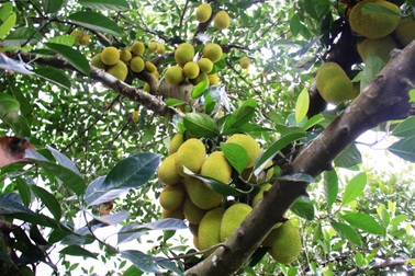 Một cây mít trổ gần 500 trái