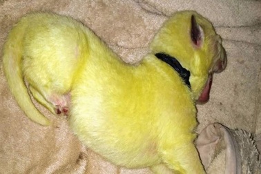 Chú chó sinh ra đã có bộ lông màu vàng chanh