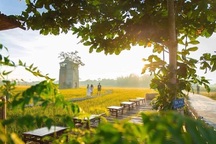 Độc đáo quán cà phê "Lò gạch cũ" nằm giữa cánh đồng lúa xanh ngát