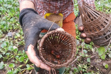 Ninh Bình: Nông dân bắt cáy kiếm tiền triệu mỗi tháng