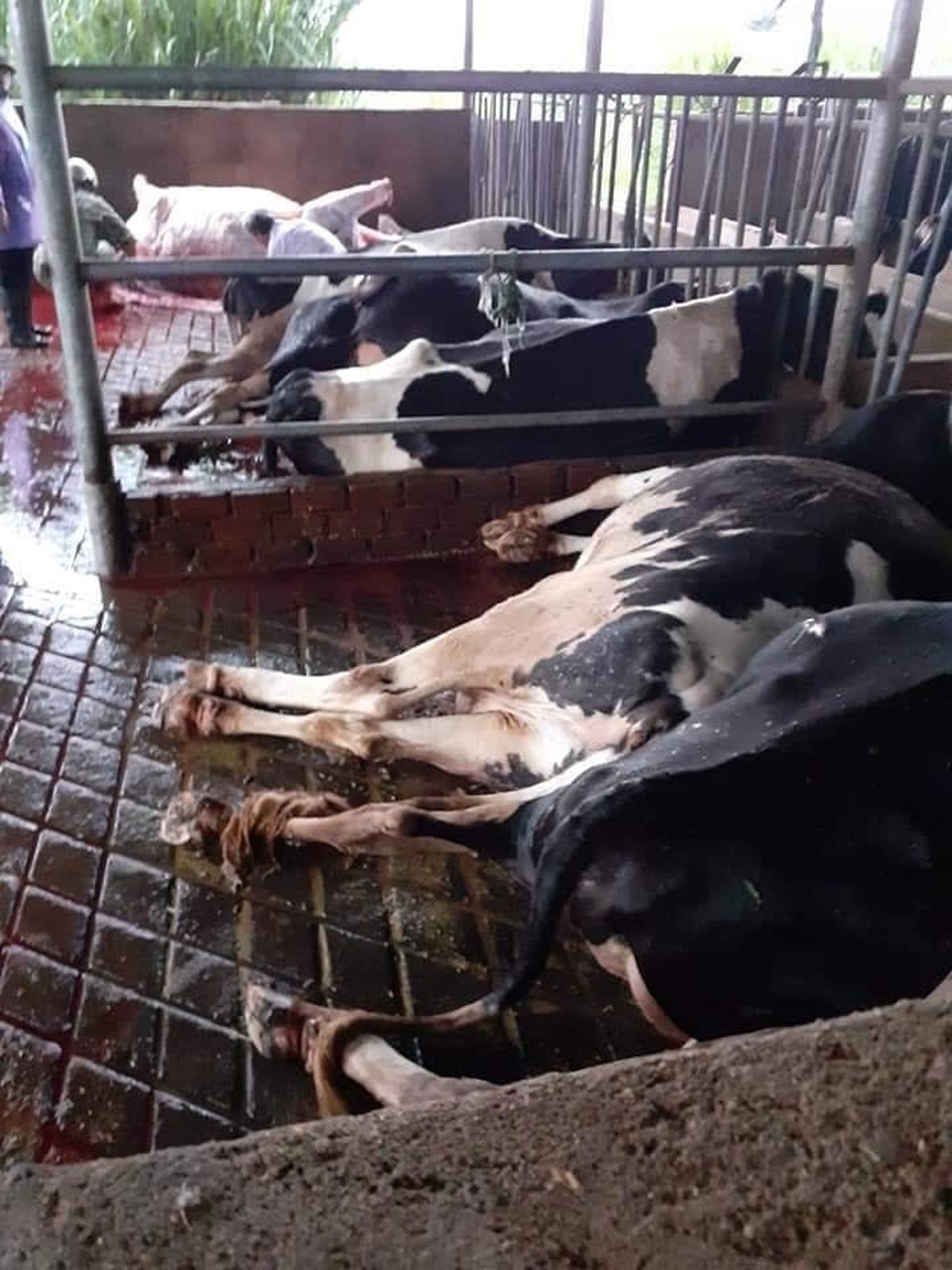 10 con bò sữa bị sét đánh chết, người nông dân khóc hết nước mắt - 1