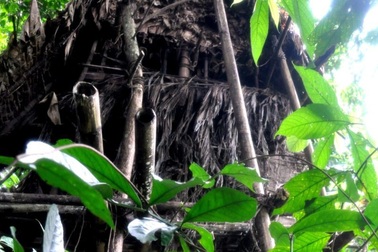 Tại sao cây chết ở vùng nhiệt đới?