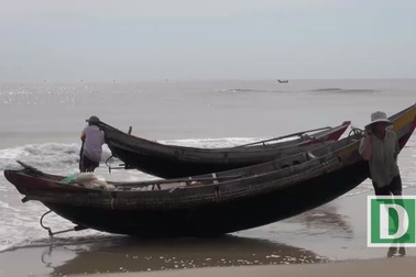 Ngư dân vùng biển bãi ngang phấn khởi bội thu ruốc biển