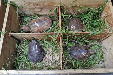 Thu giữ 59 cá thể rùa đầu to tại Nghệ An