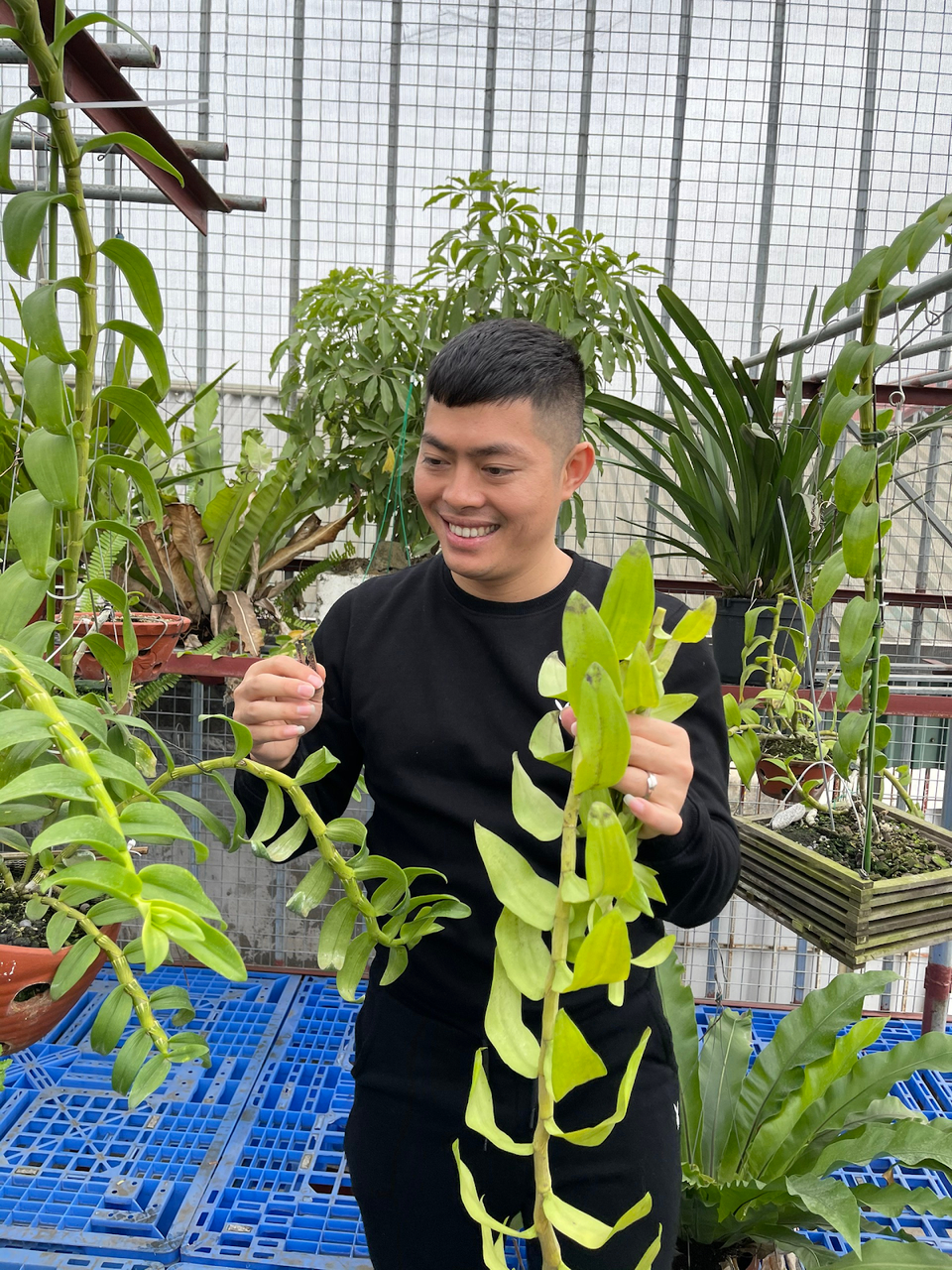 Nghệ nhân Đỗ Ngọc Hà hướng dẫn ươm mầm lan phi điệp đúng cách cho người mới bắt đầu trồng - 2 Nghệ nhân Đỗ Ngọc Hà hướng dẫn ươm mầm lan phi điệp đúng cách cho người mới bắt đầu trồng - 2