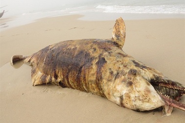 Cá heo và cá voi cùng chết dạt vào bờ biển Quảng Bình