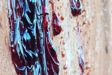 “Rùng mình” loài cây chảy máu giống con người!