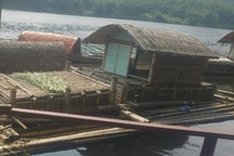 Lại xuất hiện hàng chục tấn cá nuôi lồng trên sông chết bất thường