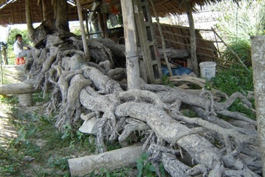 Bộ rễ cây mù u cổ thụ có hình thù độc đáo