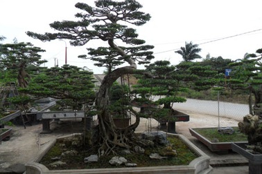 Làng Vị Khê: Đất tổ của nghề hoa và cây cảnh 