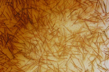 150.000 con tôm giống "chết oan" tại trạm kiểm dịch ?