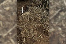 Vi khuẩn liên quan đến “cái chết đen” được tìm thấy trong mộ 5.000 năm tuổi