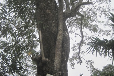 Tạm dừng khai thác cây sưa 24,5 tỷ đồng vì người dân ẩu đả